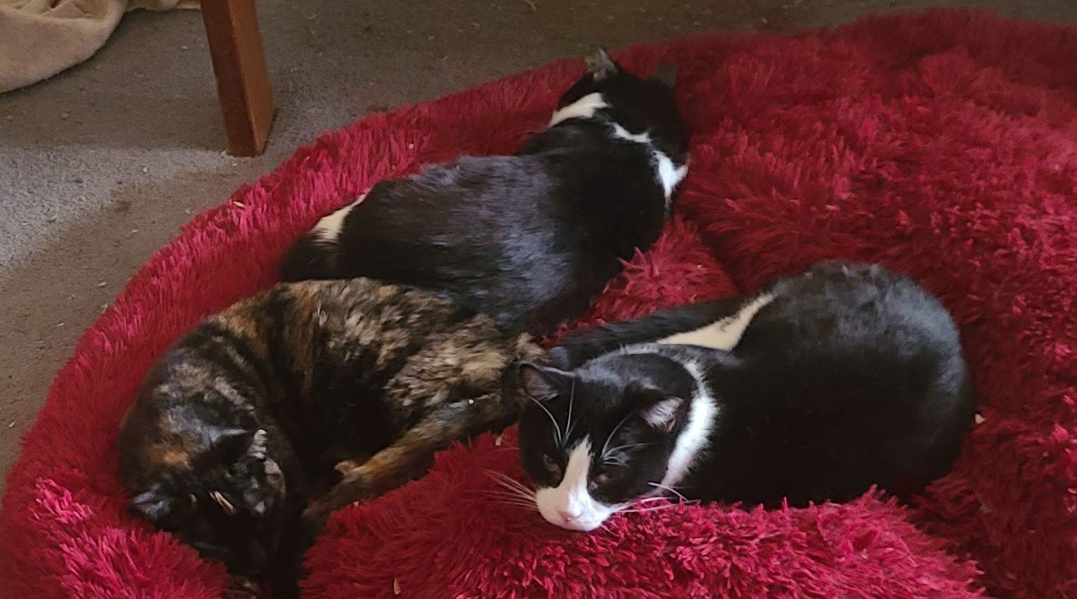 My cats Bonnie, Bugsy & Clyde.jpg